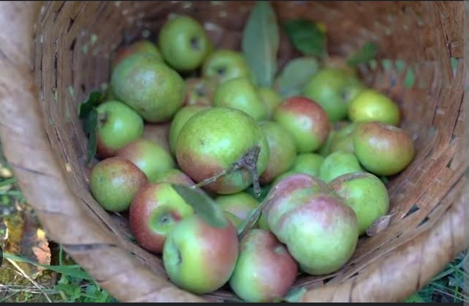 YOMRA BELEDİYESİ 5 BİN YOMRA ELMASI FİDANI İLE 4 BİN YÖRESEL ARMUT FİDANI DAĞITTI